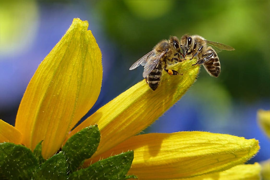 The buzz on wild bees versus honeybees