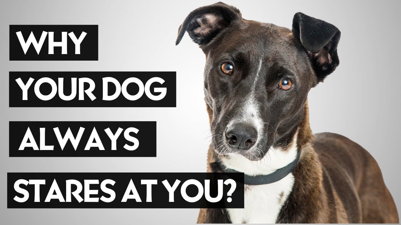 VIDEO | The Real Reason Dogs STARE at You Is Surprising