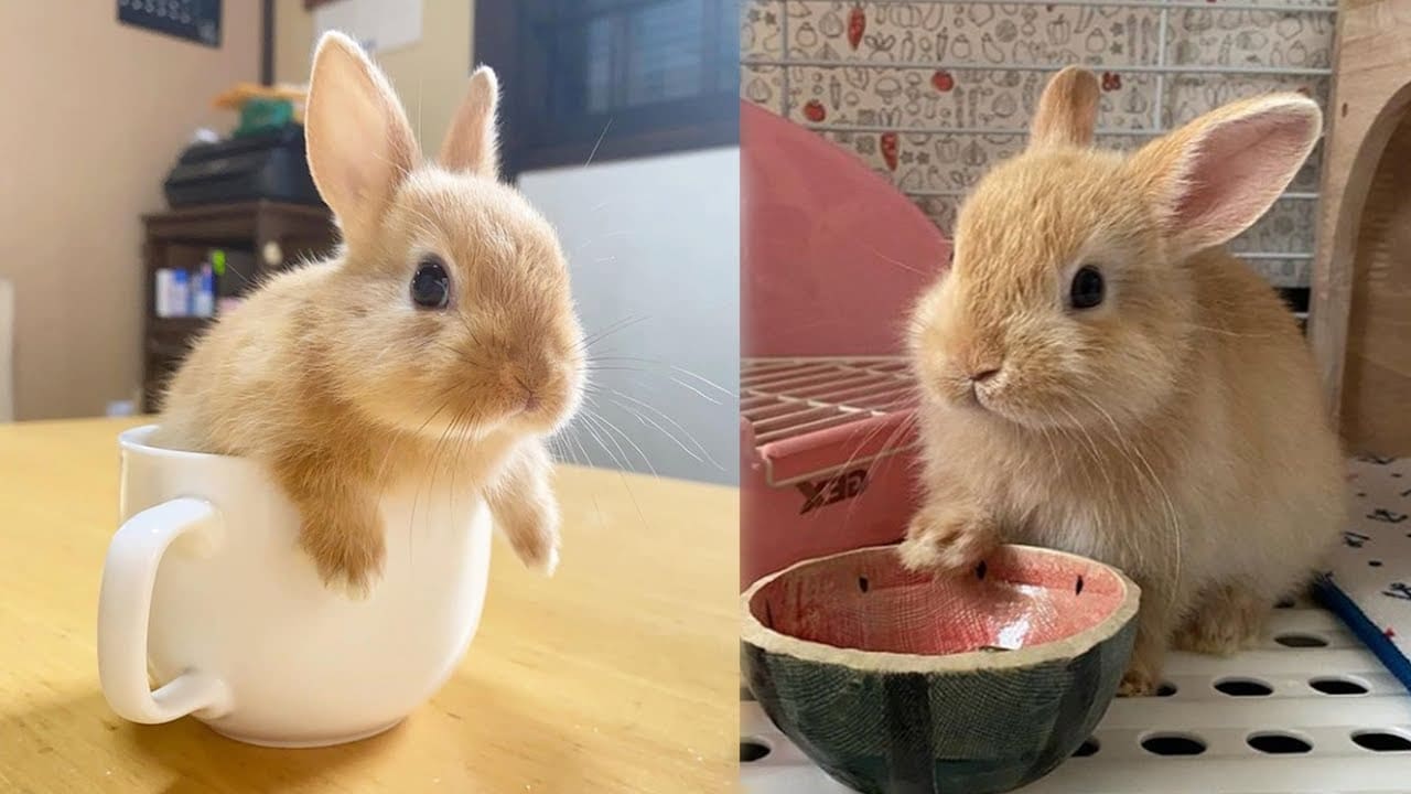 Casey Morrison Shares a Funny and Cute Baby Bunny Video