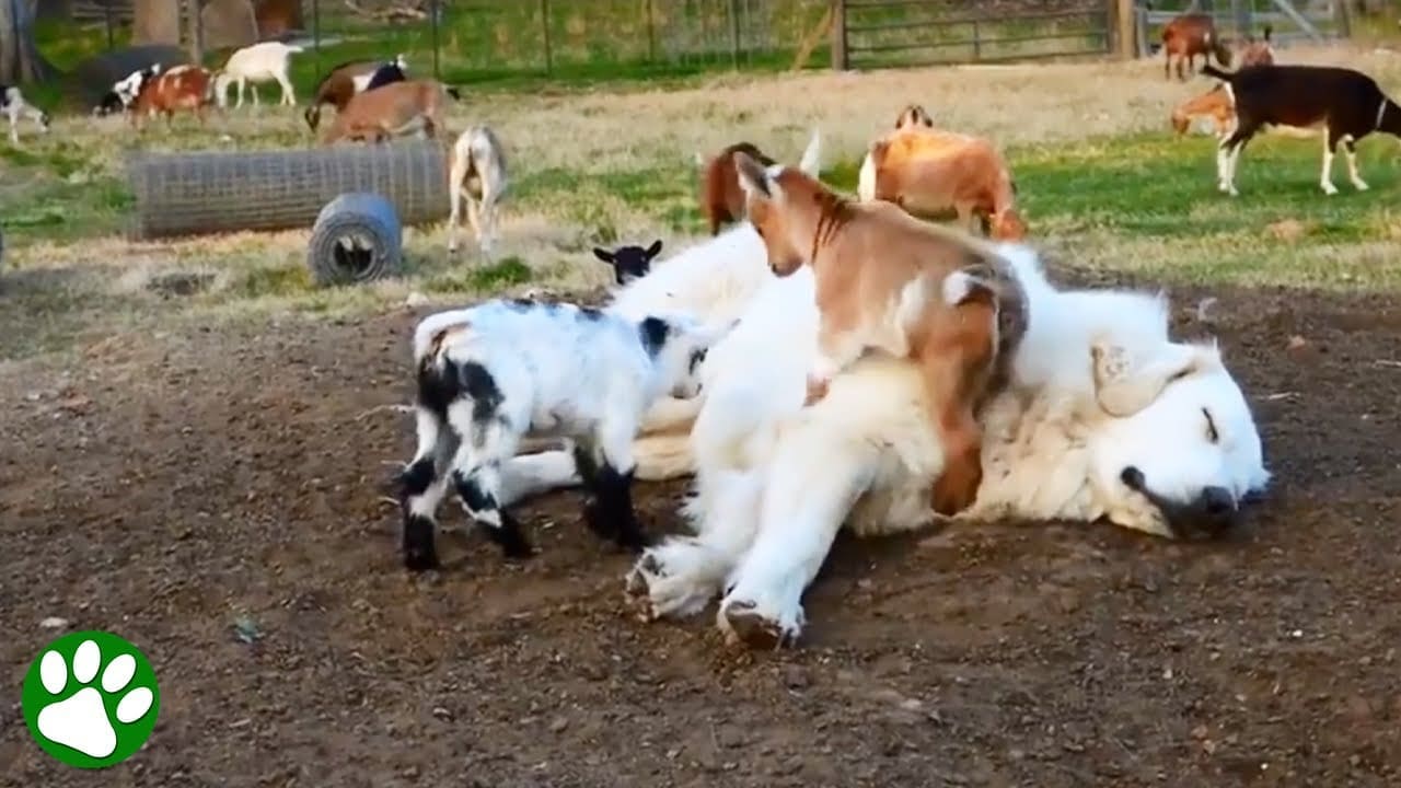 Greatest Baby Goat Jumping and Parkour Compilation!