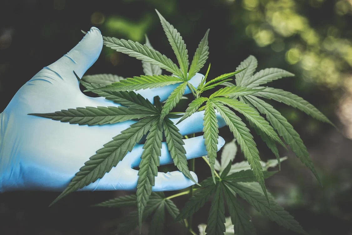 David Suzuki | High hopes for hemp?