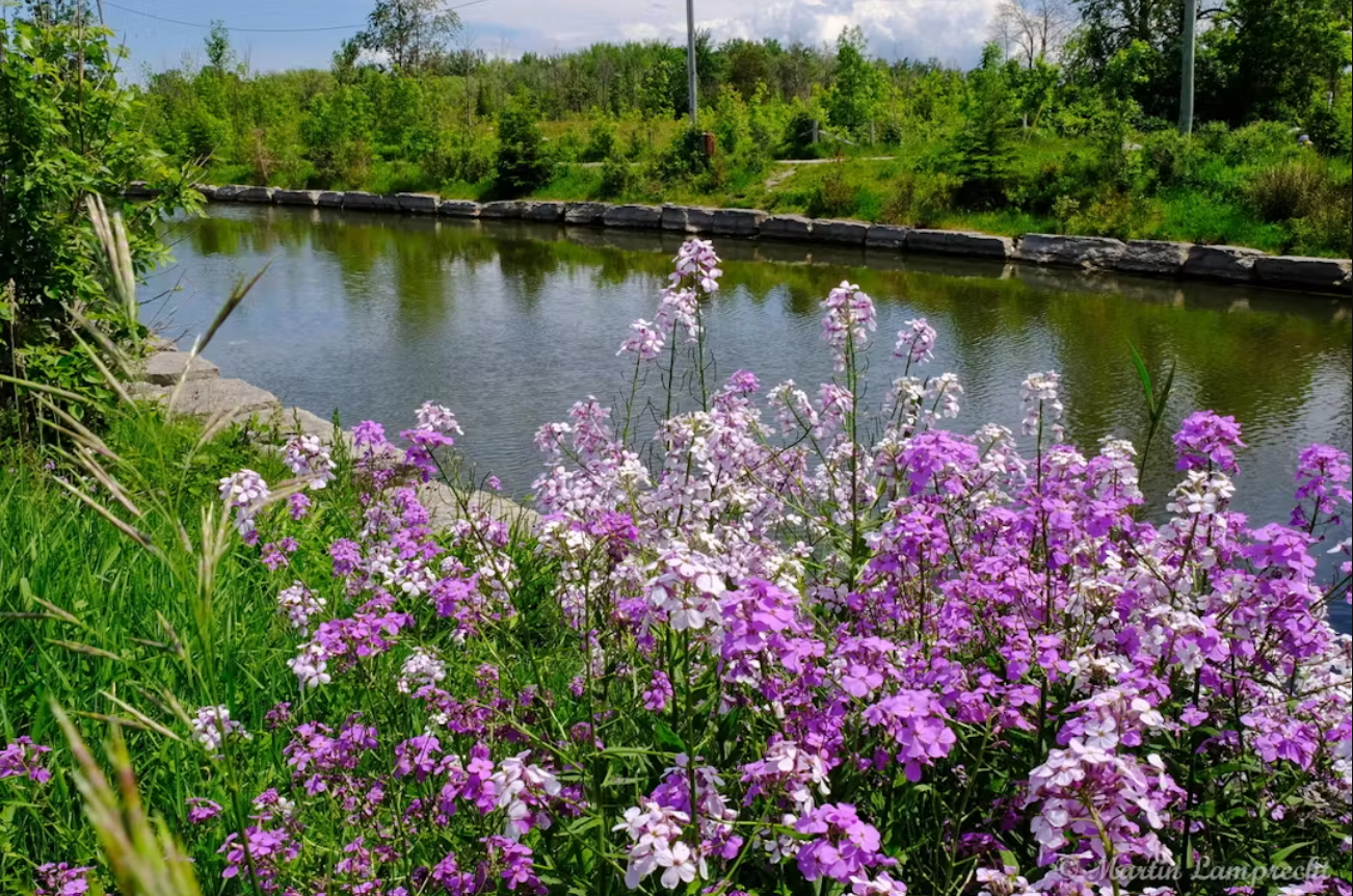 Collingwood seeks public input on the development of a Stormwater Management Master Plan