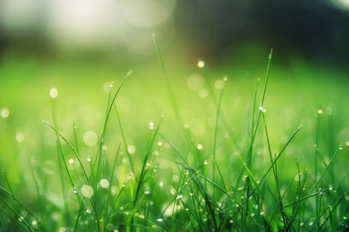 It’s time to ditch the lawn and go natural!
