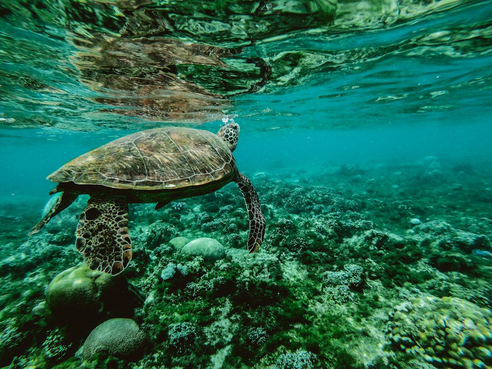 Great Bear Sea initiative shows vision of Indigenous leadership