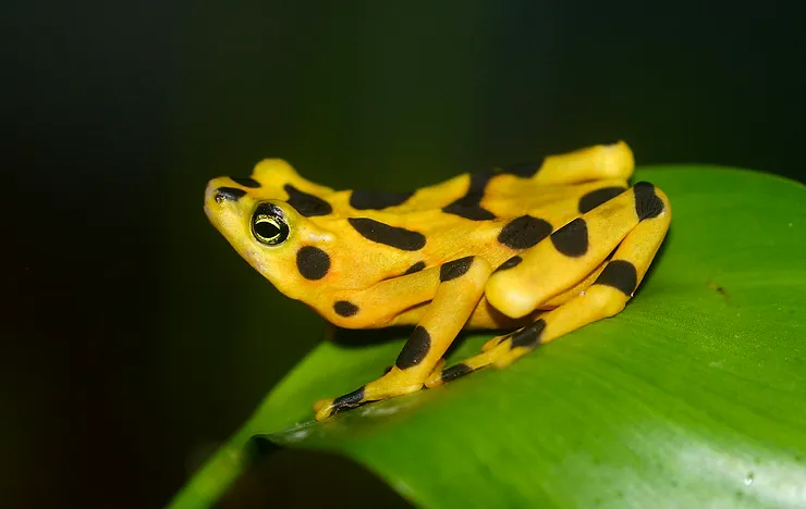 When the Frogs Fell Silent | Collingwood Climate Action Team