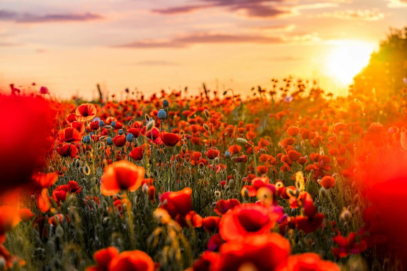 2024 Remembrance Day Ceremonies in The Blue Mountains and Town Hall Closure