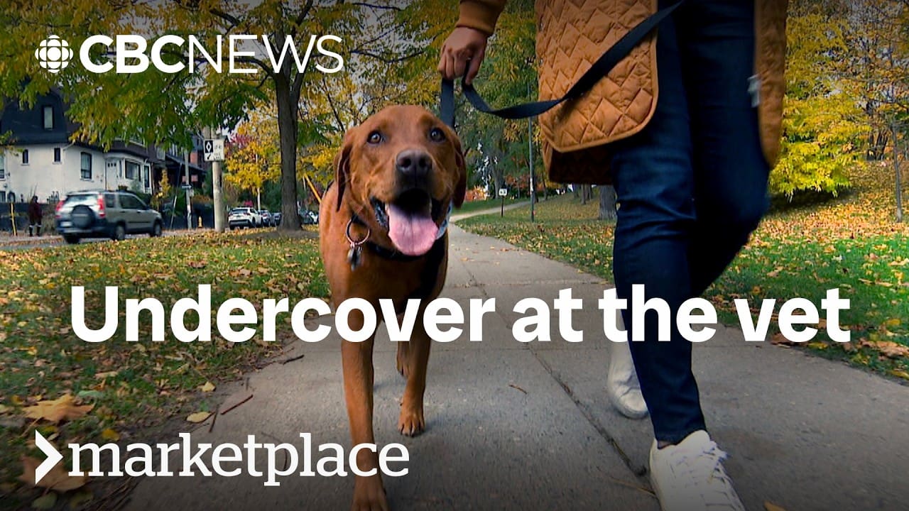 What’s behind the rising cost of your pet’s care? | Marketplace