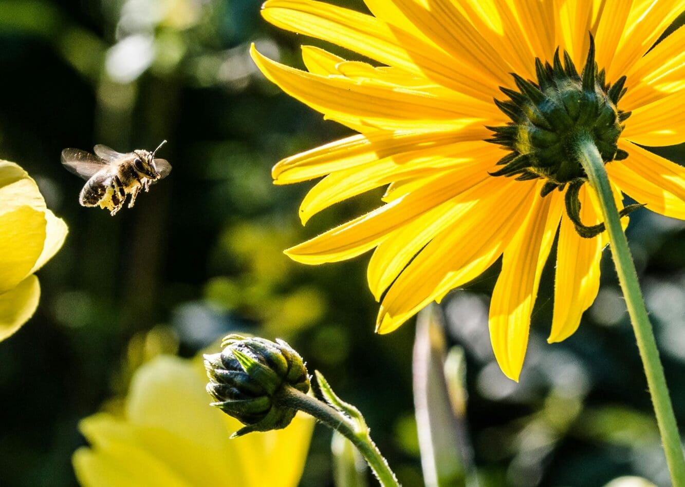 Creating neighbourhood networks for nature’s pollinator superheroes
