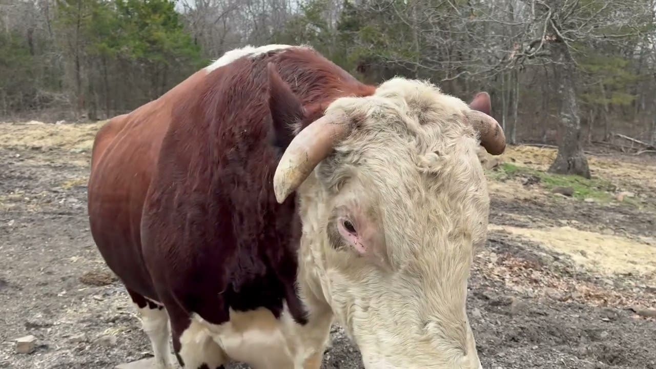 Rufus the Bull: Rufus and Redford have been separated. Let’s see how long it will last.