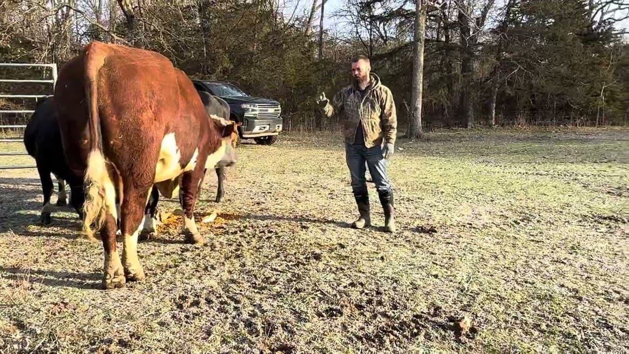Rufus’s line of sight is pretty impressive. #rufusthebull
