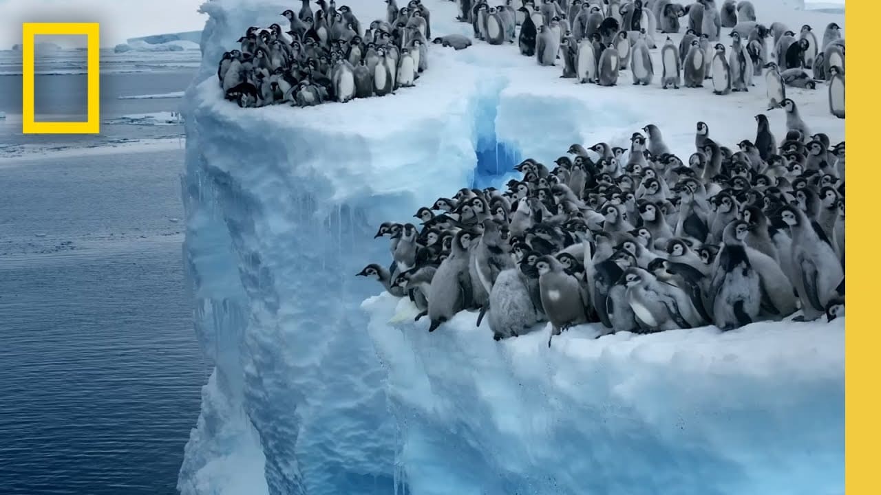 Emperor penguin chicks jump off a 50-foot cliff in Antarctica NEVER-BEFORE-FILMED FOR TV