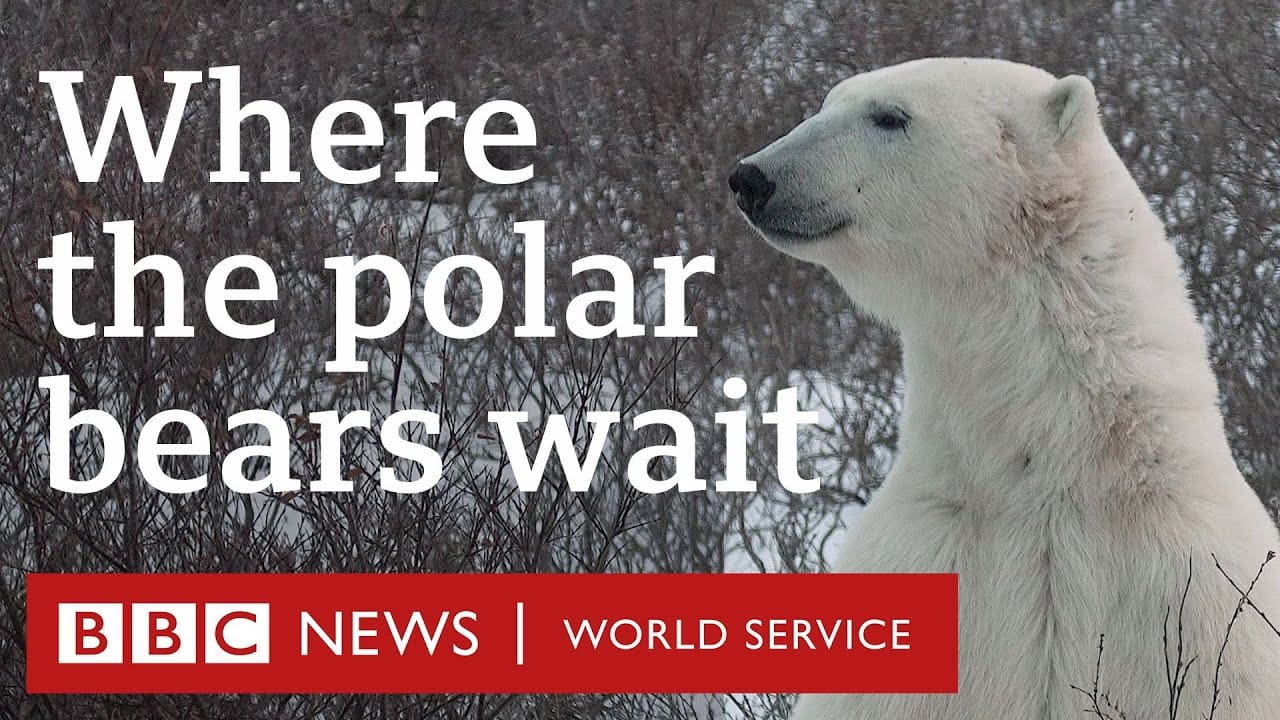 Living alongside polar bears in the Canadian Arctic – BBC World Service