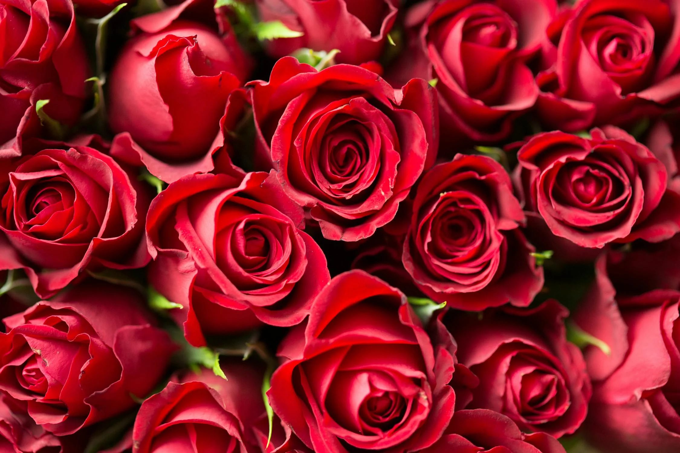 Love, Actually… or Lies? OPP warns of red flags in romance scams this Valentine’s Day