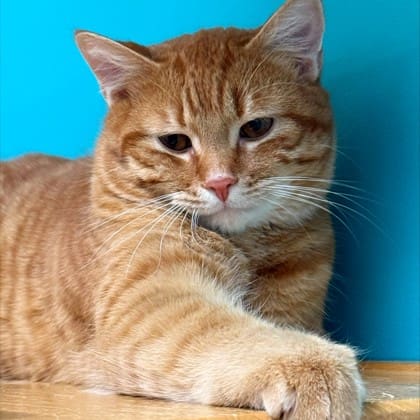 Help Frankie Malloy find a Forever Home for “Garfield”, and way more…