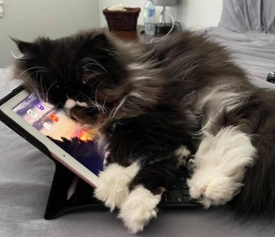 Frankie Malloy Crashes after Doom Scrolling! Let’s Find “JJ” a Forever Family!