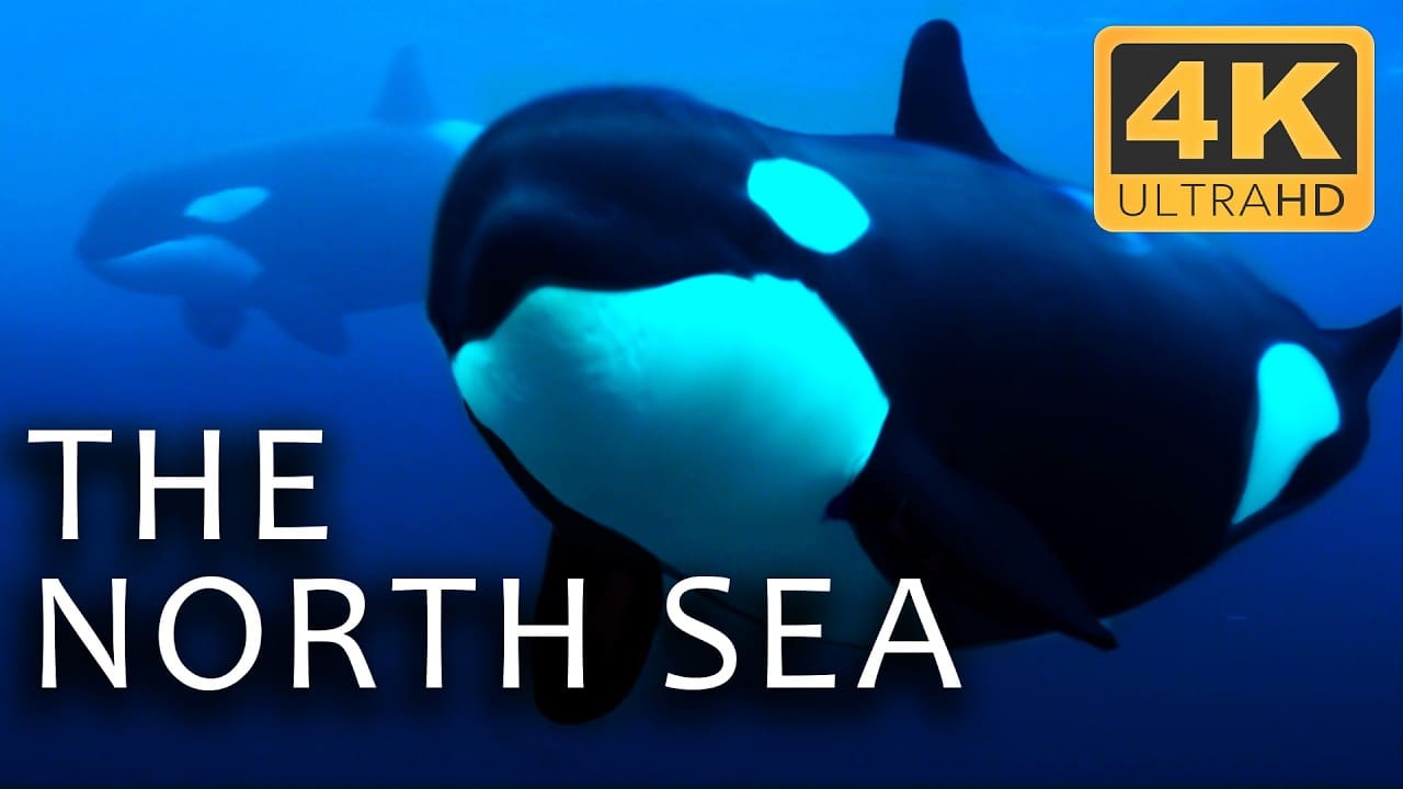 The Depths of the North Sea: Life in the Cold Abyss | Secrets of the Seas