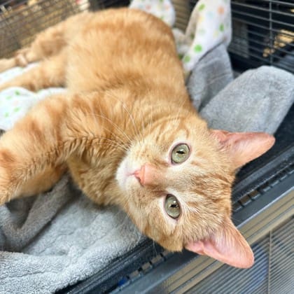 Frankie Malloy shares “Lets Find a Forever Home for Oakley and Leroy”