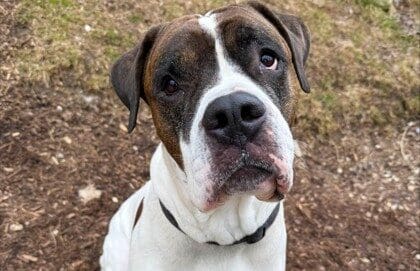 Frankie Malloy says “Lets Find a Forever Home for Kiss and Loki”