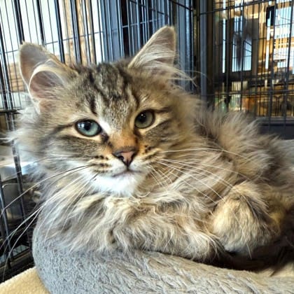 Frankie Malloy shares “Lets Find a Forever Home for Eggs and Waffles”