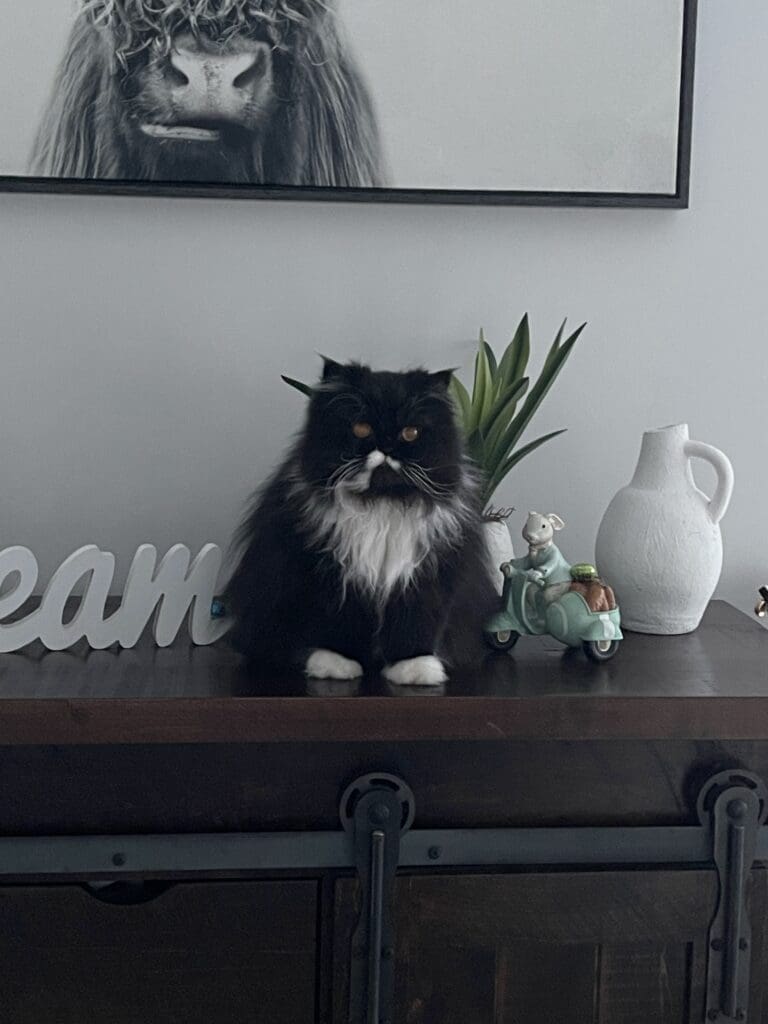 Frankie-Easter