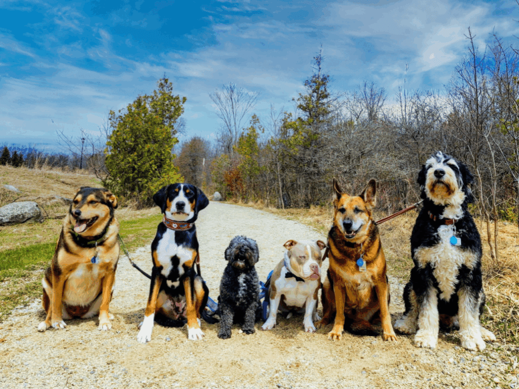 frankie-dogs