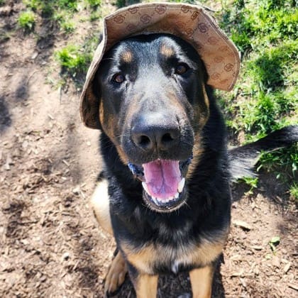 Frankie Malloy shares “Let’s Find DUNDALK and BIGGIE a Forever Family”.