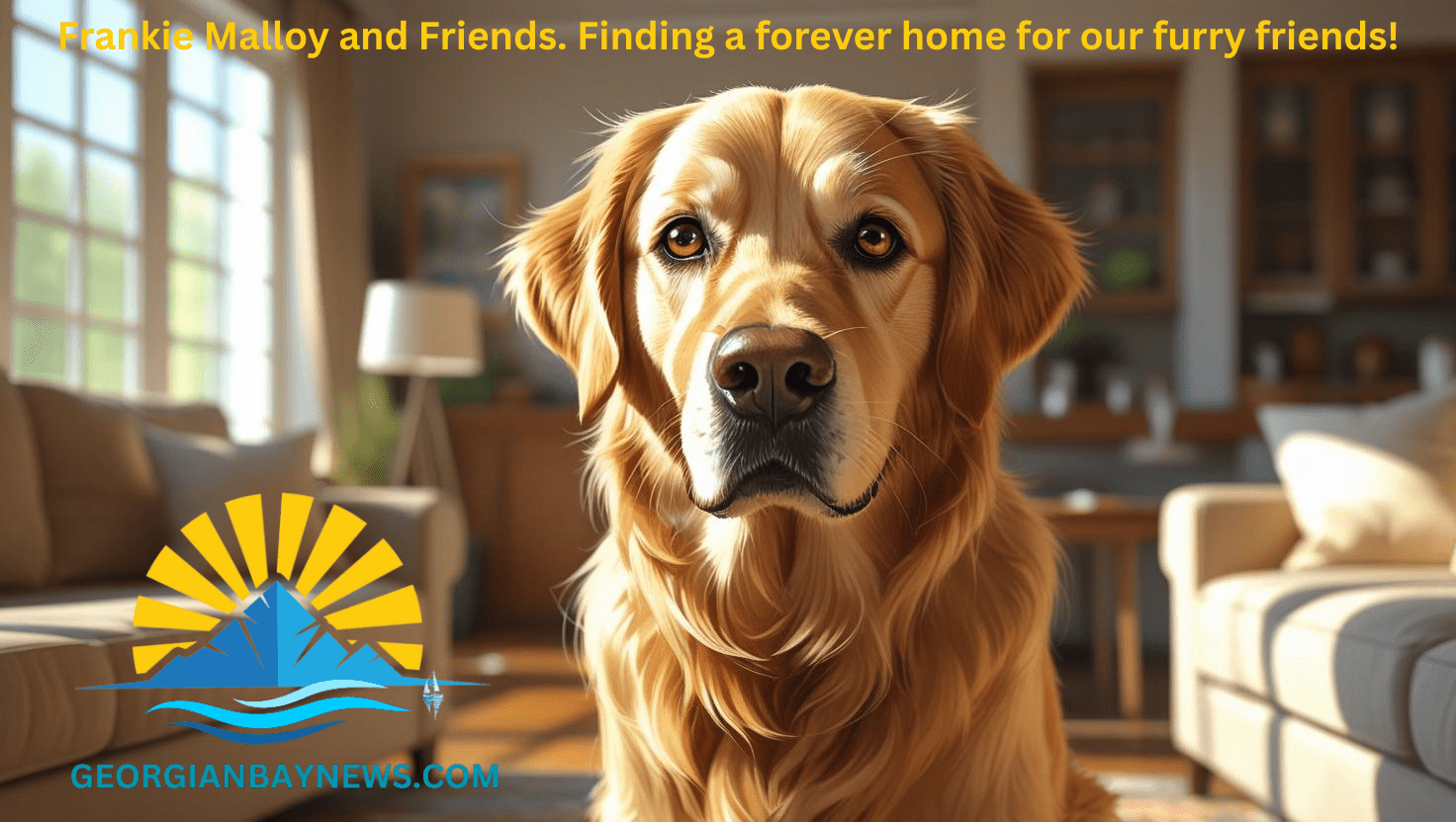 Frankie Malloy shares “Let’s Find DUNDALK and STORMFLY a Forever Family”.