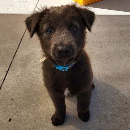 Frankie Malloy is on a MISSION to “Find BREEZE, and BANKSY a Forever Family”.
