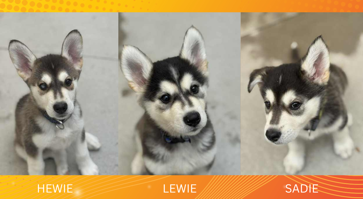Frankie Malloy and Friends shares “Let’s Find HEWIE, LEWIE and SADIE a Forever Family”.