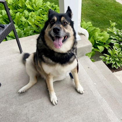 Frankie Malloy & Dedicated Dog Walkers are on a MISSION to find “MIMI, a Forever Family”.