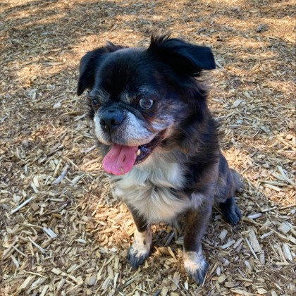 Frankie Malloy is on a MISSION to find “PANCAKE, and FLUFFY a Forever Family”.