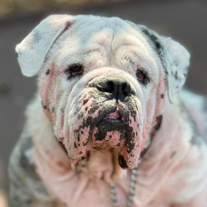 Frankie Malloy is on a MISSION to find “OREO, and CINNAMON a Forever Family”.