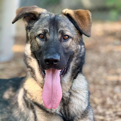 Frankie Malloy is on a MISSION to find “RYDER, and NISSA a Forever Family”.
