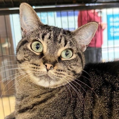 Frankie Malloy is on a MISSION to find “Bo, and Duckie a Forever Family”.