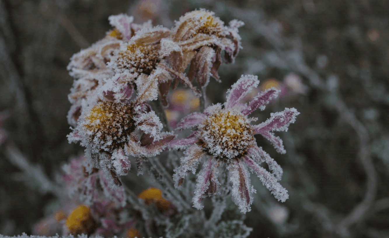Support overwintering pollinators in your garden