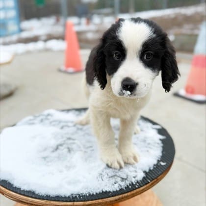 Frankie Malloy is on a SPECIAL CHRISTMAS MISSION to find “Patrick, Stella and Chicken a Forever Family”.