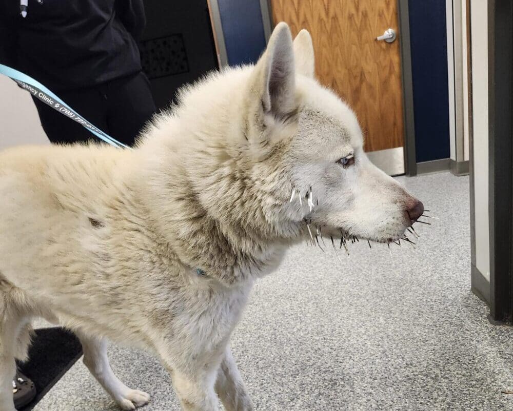 💯 OPP ASSIST INJURED DOG | Transported the dog to a 24-hour emergency veterinary clinic for immediate ATTENTION