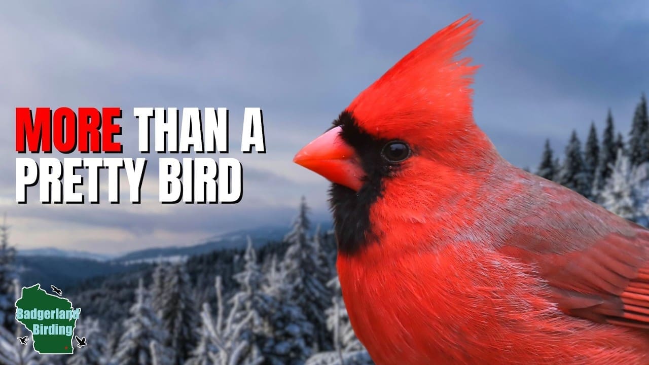 VIDEO | 5 Things You Didn’t Know About Cardinals!