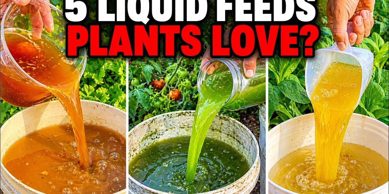Even Dead Plants Come Back to Life! 5 Natural Fertilizers That Work Instantly