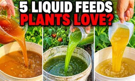 Even Dead Plants Come Back to Life! 5 Natural Fertilizers That Work Instantly