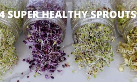 How To Grow Sprouts at Home | 4 Super Healthy Sprouts