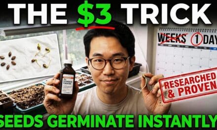 THIS $3 Trick Makes Seeds Germinate INSTANTLY!