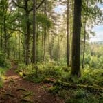 Regenerative practices breathe new life into forests