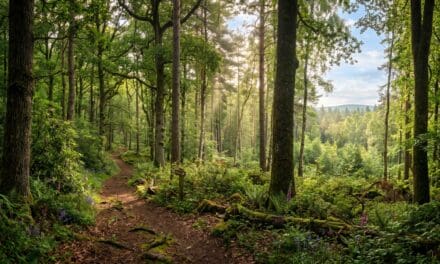 Regenerative practices breathe new life into forests